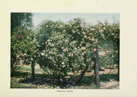 Reproducción/Reproduction 6309179628: The practical book of outdoor rose growing for the home garden Philadelphia and London,J.B. Lippincott, Co.,1920