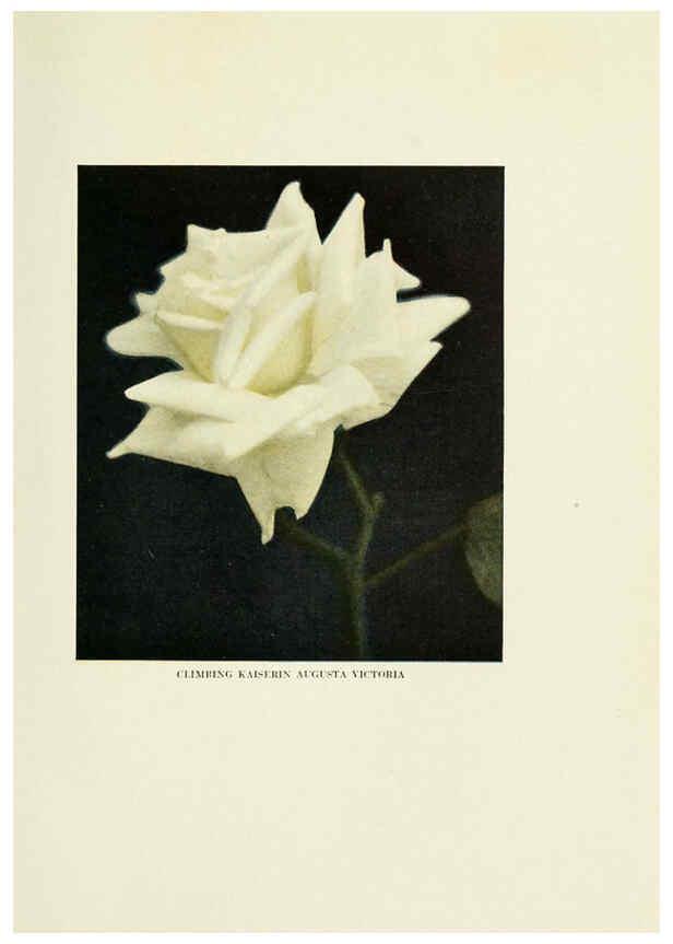Reproducción/Reproduction 6308658857: The practical book of outdoor rose growing for the home garden Philadelphia and London,J.B. Lippincott, Co.,1920