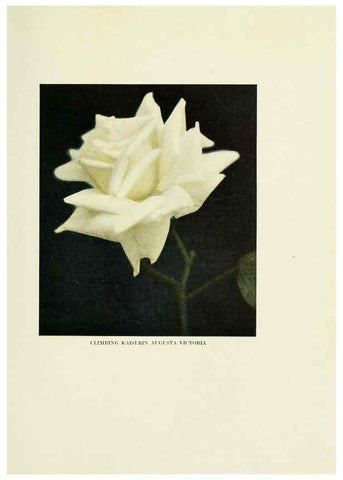 Reproducción/Reproduction 6308658857: The practical book of outdoor rose growing for the home garden Philadelphia and London,J.B. Lippincott, Co.,1920