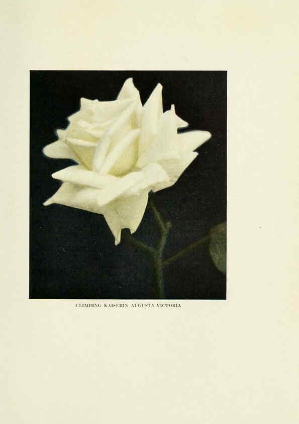 Reproducción/Reproduction 6308658857: The practical book of outdoor rose growing for the home garden Philadelphia and London,J.B. Lippincott, Co.,1920
