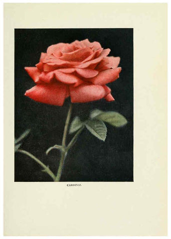 Reproducción/Reproduction 6308656437: The practical book of outdoor rose growing for the home garden Philadelphia and London,J.B. Lippincott, Co.,1920