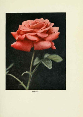 Reproducción/Reproduction 6308656437: The practical book of outdoor rose growing for the home garden Philadelphia and London,J.B. Lippincott, Co.,1920