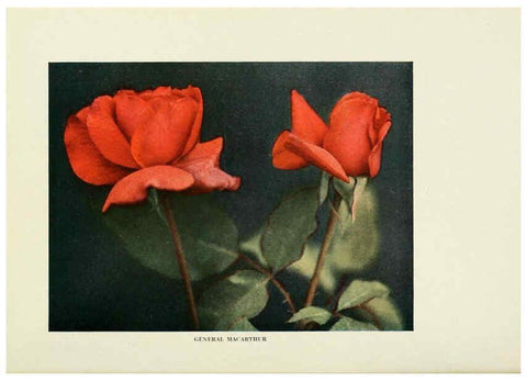 Reproducción/Reproduction 6308656281: The practical book of outdoor rose growing for the home garden Philadelphia and London,J.B. Lippincott, Co.,1920