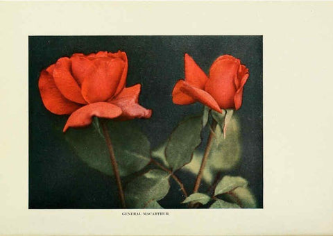 Reproducción/Reproduction 6308656281: The practical book of outdoor rose growing for the home garden Philadelphia and London,J.B. Lippincott, Co.,1920