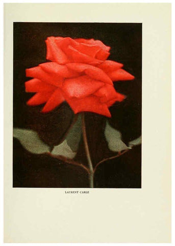 Reproducción/Reproduction 6308656143: The practical book of outdoor rose growing for the home garden Philadelphia and London,J.B. Lippincott, Co.,1920