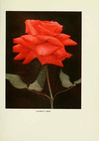 Reproducción/Reproduction 6308656143: The practical book of outdoor rose growing for the home garden Philadelphia and London,J.B. Lippincott, Co.,1920