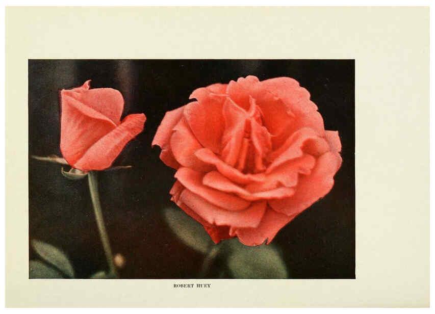 Reproducción/Reproduction 6308655971: The practical book of outdoor rose growing for the home garden Philadelphia and London,J.B. Lippincott, Co.,1920