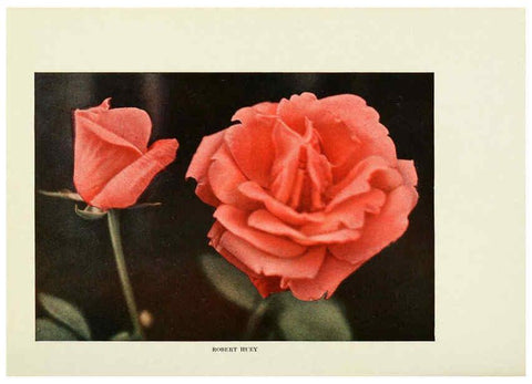Reproducción/Reproduction 6308655971: The practical book of outdoor rose growing for the home garden Philadelphia and London,J.B. Lippincott, Co.,1920