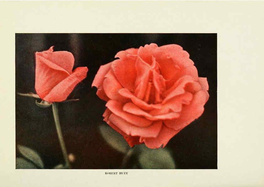 Reproducción/Reproduction 6308655971: The practical book of outdoor rose growing for the home garden Philadelphia and London,J.B. Lippincott, Co.,1920