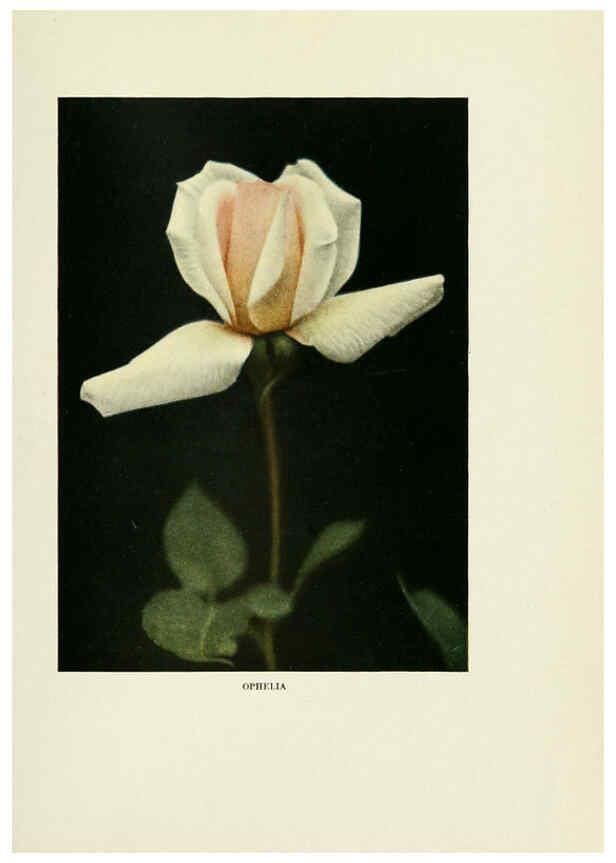 Reproducción/Reproduction 6309174664: The practical book of outdoor rose growing for the home garden Philadelphia and London,J.B. Lippincott, Co.,1920