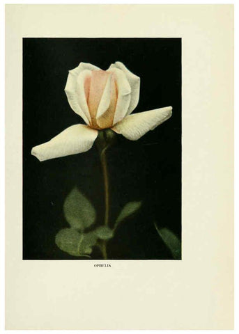 Reproducción/Reproduction 6309174664: The practical book of outdoor rose growing for the home garden Philadelphia and London,J.B. Lippincott, Co.,1920