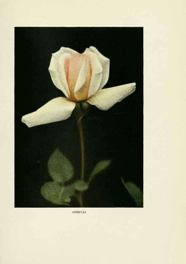 Reproducción/Reproduction 6309174664: The practical book of outdoor rose growing for the home garden Philadelphia and London,J.B. Lippincott, Co.,1920