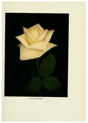 Reproducción/Reproduction 6309174836: The practical book of outdoor rose growing for the home garden Philadelphia and London,J.B. Lippincott, Co.,1920