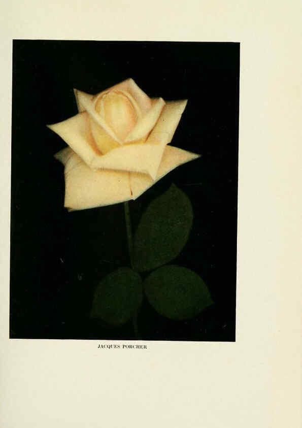 Reproducción/Reproduction 6309174836: The practical book of outdoor rose growing for the home garden Philadelphia and London,J.B. Lippincott, Co.,1920