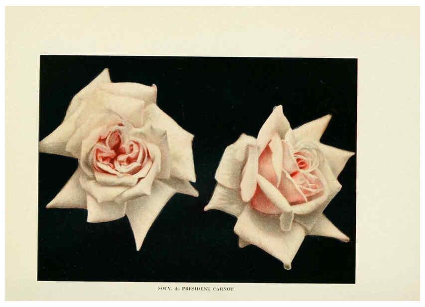 Reproducción/Reproduction 6309174990: The practical book of outdoor rose growing for the home garden Philadelphia and London,J.B. Lippincott, Co.,1920
