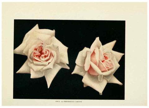 Reproducción/Reproduction 6309174990: The practical book of outdoor rose growing for the home garden Philadelphia and London,J.B. Lippincott, Co.,1920
