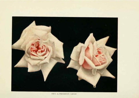 Reproducción/Reproduction 6309174990: The practical book of outdoor rose growing for the home garden Philadelphia and London,J.B. Lippincott, Co.,1920