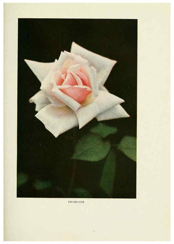 Reproducción/Reproduction 6308654089: The practical book of outdoor rose growing for the home garden Philadelphia and London,J.B. Lippincott, Co.,1920