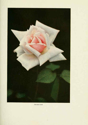Reproducción/Reproduction 6308654089: The practical book of outdoor rose growing for the home garden Philadelphia and London,J.B. Lippincott, Co.,1920