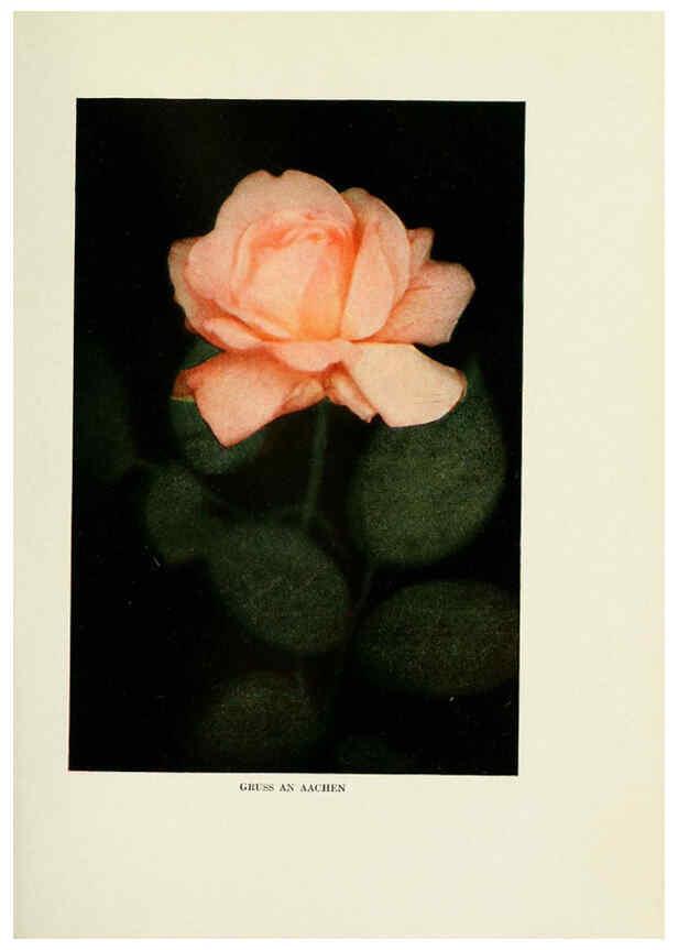Reproducción/Reproduction 6309175286: The practical book of outdoor rose growing for the home garden Philadelphia and London,J.B. Lippincott, Co.,1920