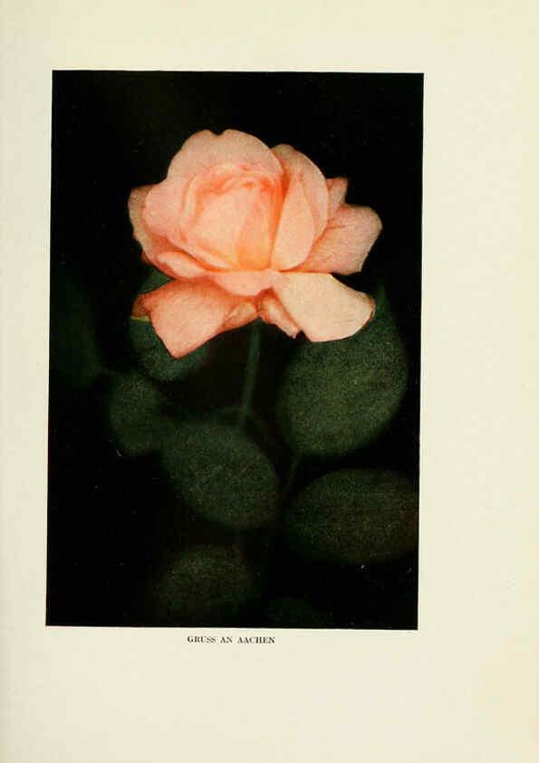 Reproducción/Reproduction 6309175286: The practical book of outdoor rose growing for the home garden Philadelphia and London,J.B. Lippincott, Co.,1920