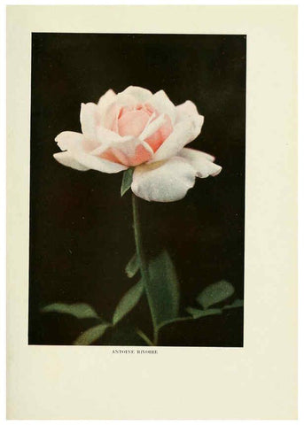 Reproducción/Reproduction 6308654403: The practical book of outdoor rose growing for the home garden Philadelphia and London,J.B. Lippincott, Co.,1920