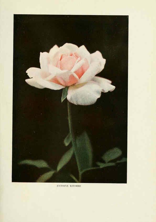 Reproducción/Reproduction 6308654403: The practical book of outdoor rose growing for the home garden Philadelphia and London,J.B. Lippincott, Co.,1920