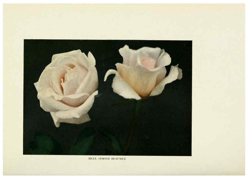 Reproducción/Reproduction 6308654517: The practical book of outdoor rose growing for the home garden Philadelphia and London,J.B. Lippincott, Co.,1920