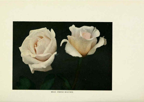 Reproducción/Reproduction 6308654517: The practical book of outdoor rose growing for the home garden Philadelphia and London,J.B. Lippincott, Co.,1920