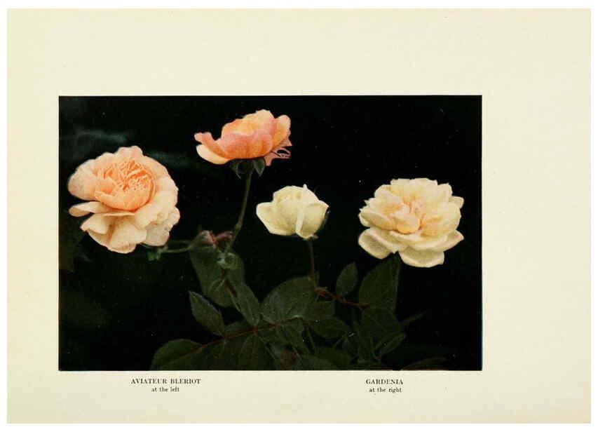 Reproducción/Reproduction 6309179900: The practical book of outdoor rose growing for the home garden Philadelphia and London,J.B. Lippincott, Co.,1920