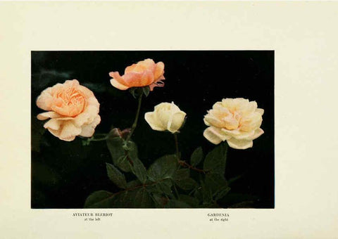 Reproducción/Reproduction 6309179900: The practical book of outdoor rose growing for the home garden Philadelphia and London,J.B. Lippincott, Co.,1920