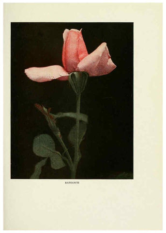 Reproducción/Reproduction 6309175710: The practical book of outdoor rose growing for the home garden Philadelphia and London,J.B. Lippincott, Co.,1920