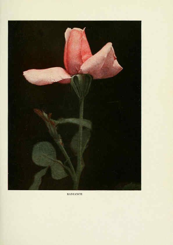 Reproducción/Reproduction 6309175710: The practical book of outdoor rose growing for the home garden Philadelphia and London,J.B. Lippincott, Co.,1920