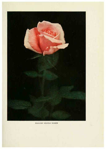 Reproducción/Reproduction 6308654951: The practical book of outdoor rose growing for the home garden Philadelphia and London,J.B. Lippincott, Co.,1920
