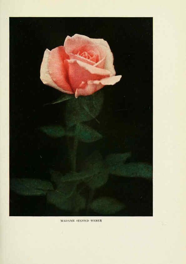 Reproducción/Reproduction 6308654951: The practical book of outdoor rose growing for the home garden Philadelphia and London,J.B. Lippincott, Co.,1920