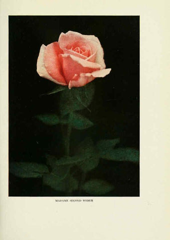 Reproducción/Reproduction 6308654951: The practical book of outdoor rose growing for the home garden Philadelphia and London,J.B. Lippincott, Co.,1920