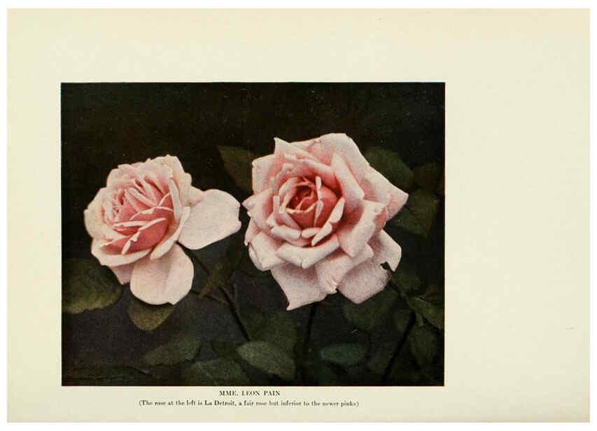 Reproducción/Reproduction 6309176150: The practical book of outdoor rose growing for the home garden Philadelphia and London,J.B. Lippincott, Co.,1920