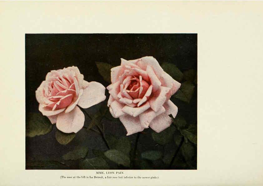 Reproducción/Reproduction 6309176150: The practical book of outdoor rose growing for the home garden Philadelphia and London,J.B. Lippincott, Co.,1920