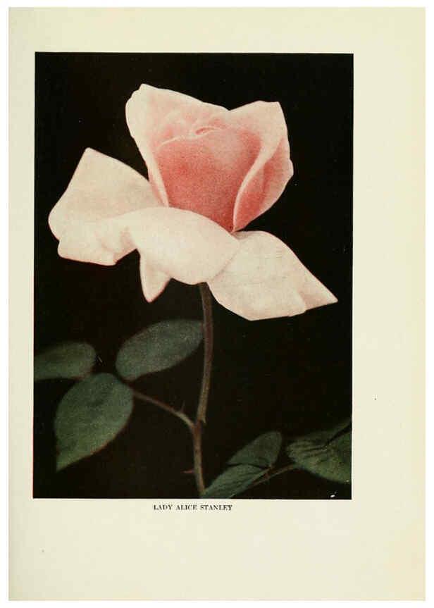 Reproducción/Reproduction 6308655247: The practical book of outdoor rose growing for the home garden Philadelphia and London,J.B. Lippincott, Co.,1920