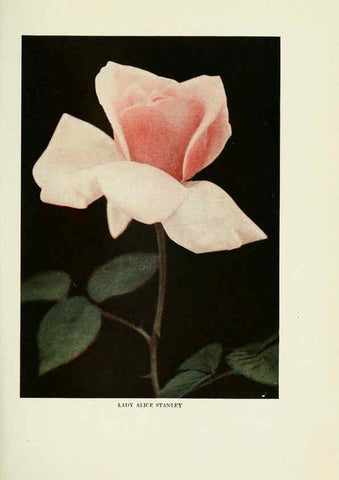 Reproducción/Reproduction 6308655247: The practical book of outdoor rose growing for the home garden Philadelphia and London,J.B. Lippincott, Co.,1920