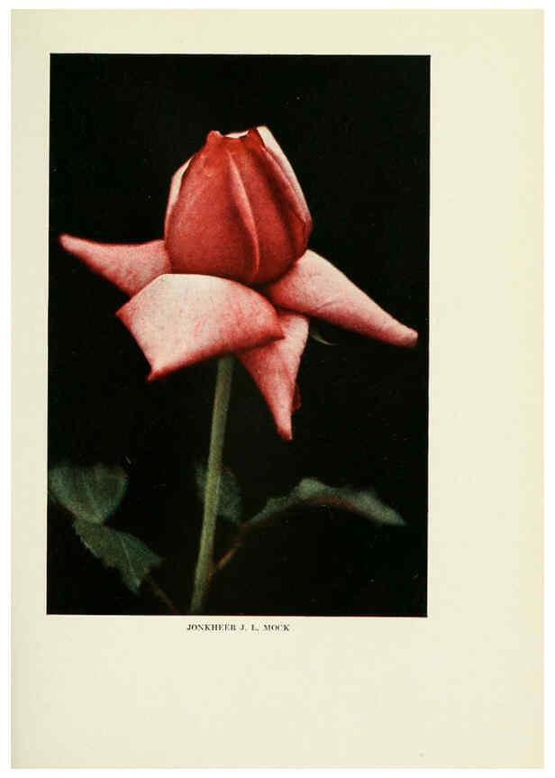 Reproducción/Reproduction 6308655393: The practical book of outdoor rose growing for the home garden Philadelphia and London,J.B. Lippincott, Co.,1920