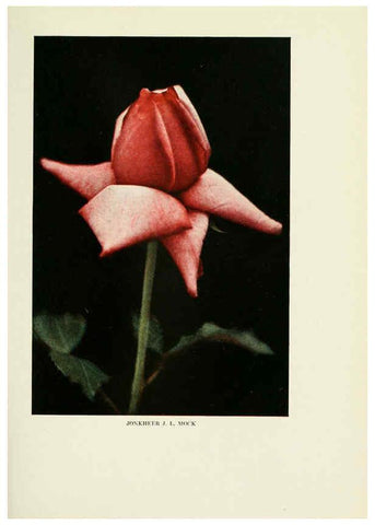 Reproducción/Reproduction 6308655393: The practical book of outdoor rose growing for the home garden Philadelphia and London,J.B. Lippincott, Co.,1920