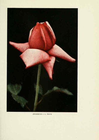Reproducción/Reproduction 6308655393: The practical book of outdoor rose growing for the home garden Philadelphia and London,J.B. Lippincott, Co.,1920