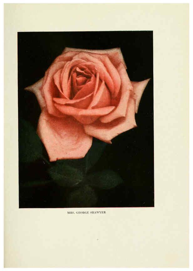 Reproducción/Reproduction 6309176574: The practical book of outdoor rose growing for the home garden Philadelphia and London,J.B. Lippincott, Co.,1920