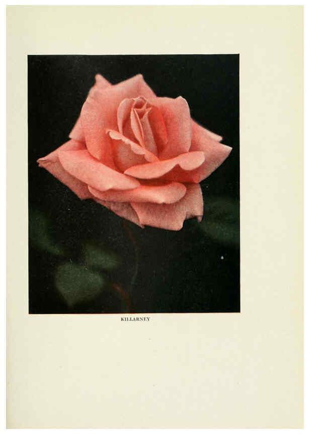 Reproducción/Reproduction 6308655695: The practical book of outdoor rose growing for the home garden Philadelphia and London,J.B. Lippincott, Co.,1920