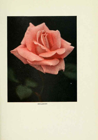 Reproducción/Reproduction 6308655695: The practical book of outdoor rose growing for the home garden Philadelphia and London,J.B. Lippincott, Co.,1920