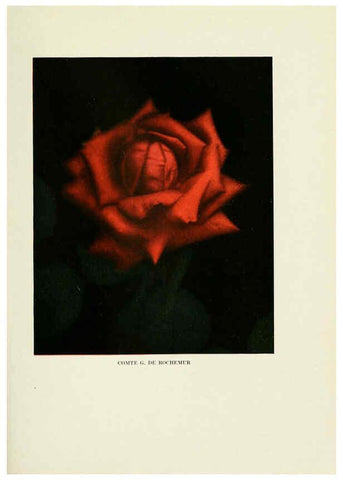 Reproducción/Reproduction 6308655833: The practical book of outdoor rose growing for the home garden Philadelphia and London,J.B. Lippincott, Co.,1920