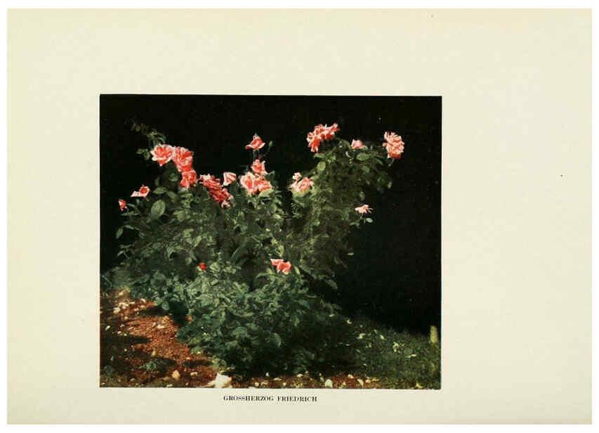 Reproducción/Reproduction 6308654789: The practical book of outdoor rose growing for the home garden Philadelphia and London,J.B. Lippincott, Co.,1920