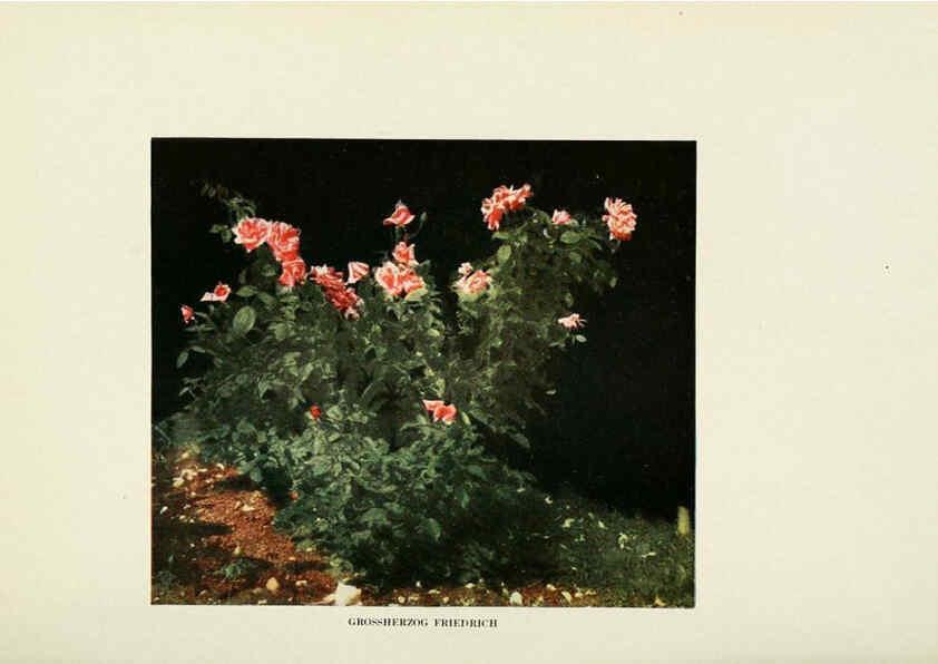 Reproducción/Reproduction 6308654789: The practical book of outdoor rose growing for the home garden Philadelphia and London,J.B. Lippincott, Co.,1920
