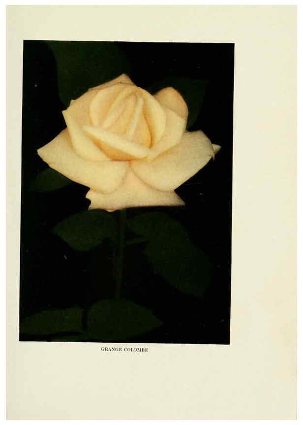 Reproducción/Reproduction 6309174496: The practical book of outdoor rose growing for the home garden Philadelphia and London,J.B. Lippincott, Co.,1920